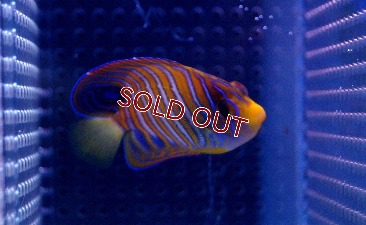 画像2: 【海水魚】ニシキヤッコ(SMサイズ）(1匹)±8-10cm前後(サンプル画像）（生体）(海水魚)（サンゴ） (2)