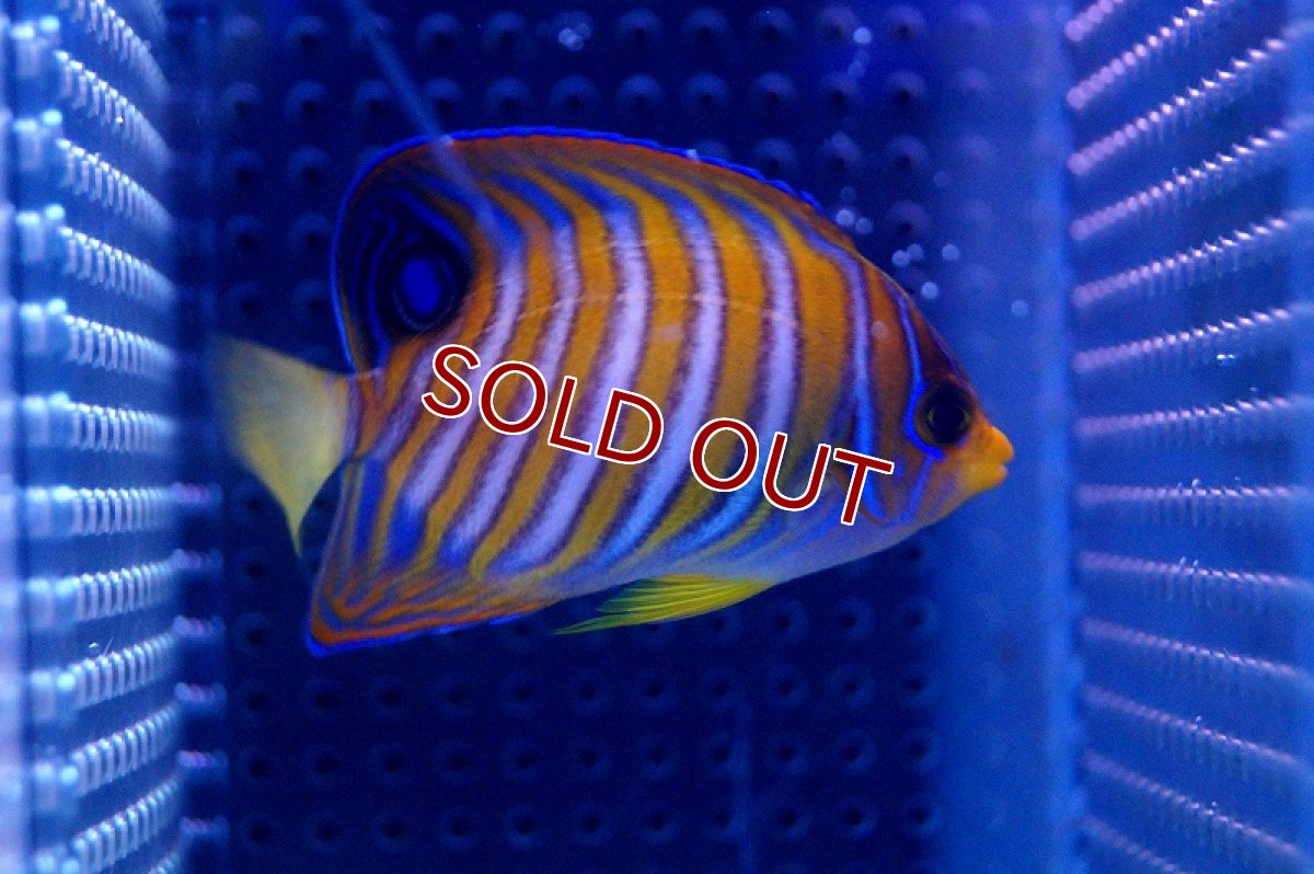 画像3: 【海水魚】ニシキヤッコ(SMサイズ）(1匹)±8-10cm前後(サンプル画像）（生体）(海水魚)（サンゴ） (3)