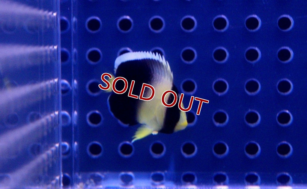 画像2: 【海水魚】クロシテンヤッコ（Tiny-XSサイズ）(1匹)±3-4cm(サンプル画像）（生体）(海水魚)（サンゴ） (2)