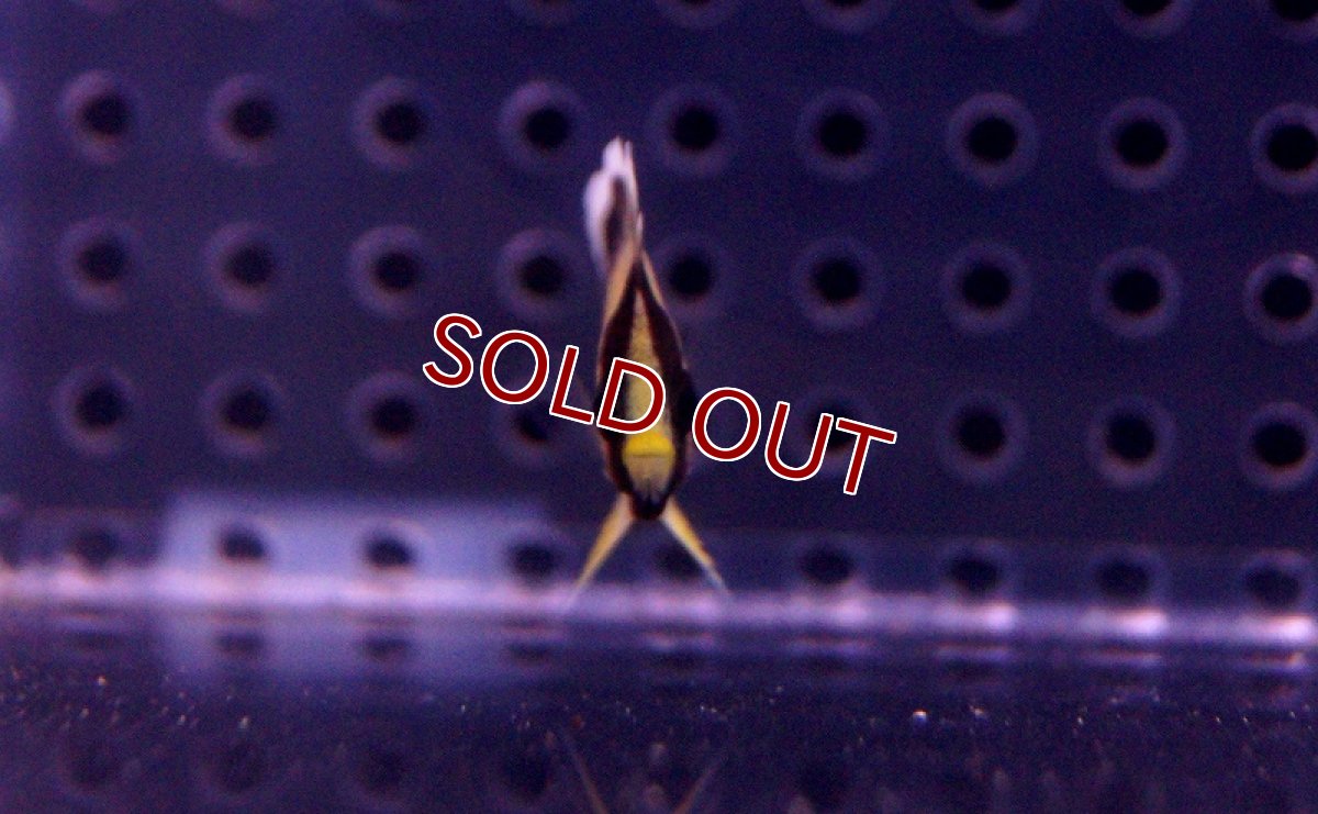 画像3: 【海水魚】クロシテンヤッコ（Tiny-XSサイズ）(1匹)±3-4cm(サンプル画像）（生体）(海水魚)（サンゴ） (3)