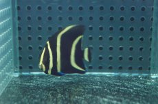 画像1: 【海水魚】【通販】グレーエンゼル（SMサイズ）(1匹)±6-8cm（生体）(海水魚)（サンゴ） (1)
