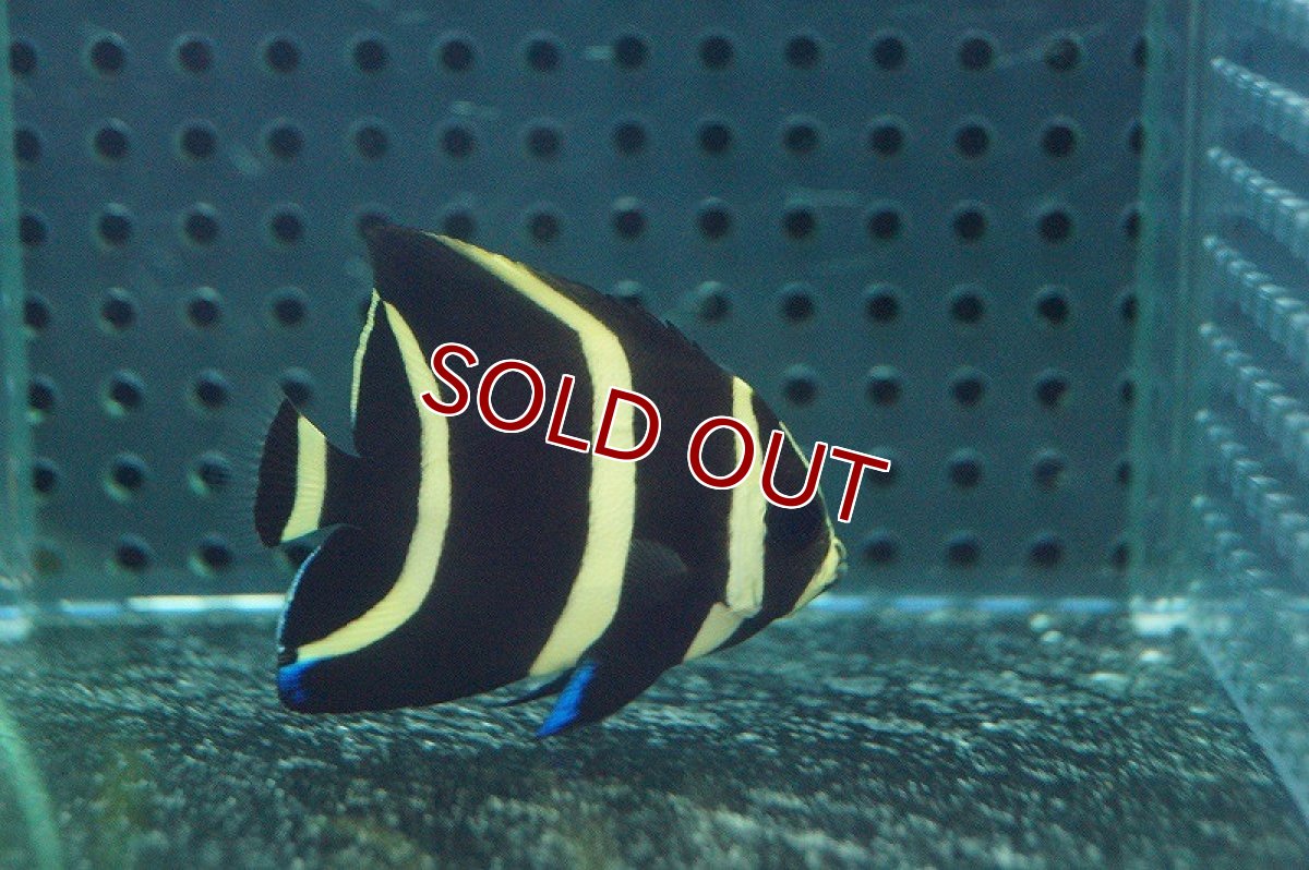 画像2: 【海水魚】グレーエンゼル（SMサイズ）(1匹)±6-8cm（生体）(海水魚)（サンゴ） (2)