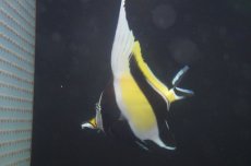 画像1: 【海水魚・チョウチョウウオ】(沖縄産）ツノダシ Lサイズ(1匹)±15cm(サンプル画像）（生体）(海水魚)（サンゴ） (1)