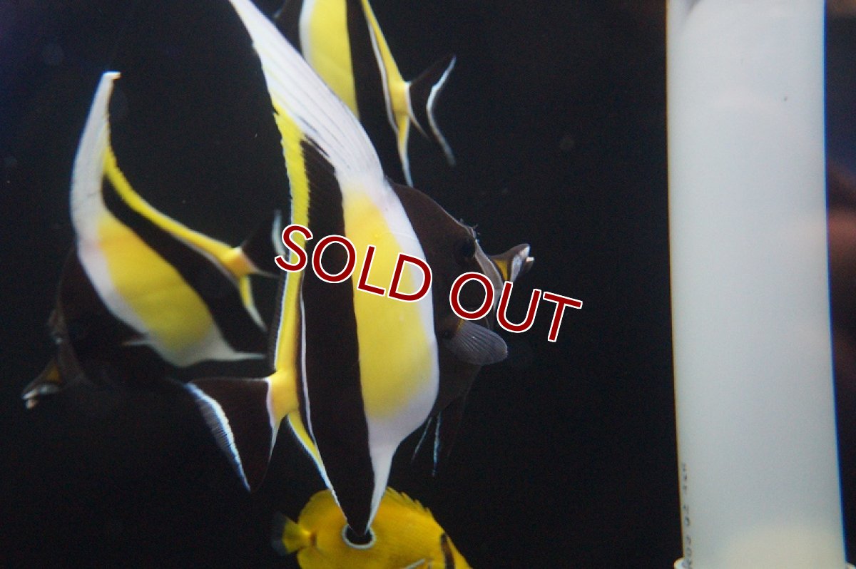 画像2: 【海水魚・チョウチョウウオ】(沖縄産）ツノダシ Lサイズ(1匹)±15cm(サンプル画像）（生体）(海水魚)（サンゴ） (2)