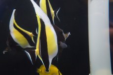 画像2: 【海水魚・チョウチョウウオ】(沖縄産）ツノダシ Lサイズ(サンプル画像）±15cm（生体）(海水魚)（サンゴ） (2)