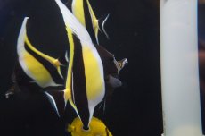 画像2: 【海水魚・チョウチョウウオ】(沖縄産）ツノダシ Lサイズ(1匹)±15cm(サンプル画像）（生体）(海水魚)（サンゴ） (2)