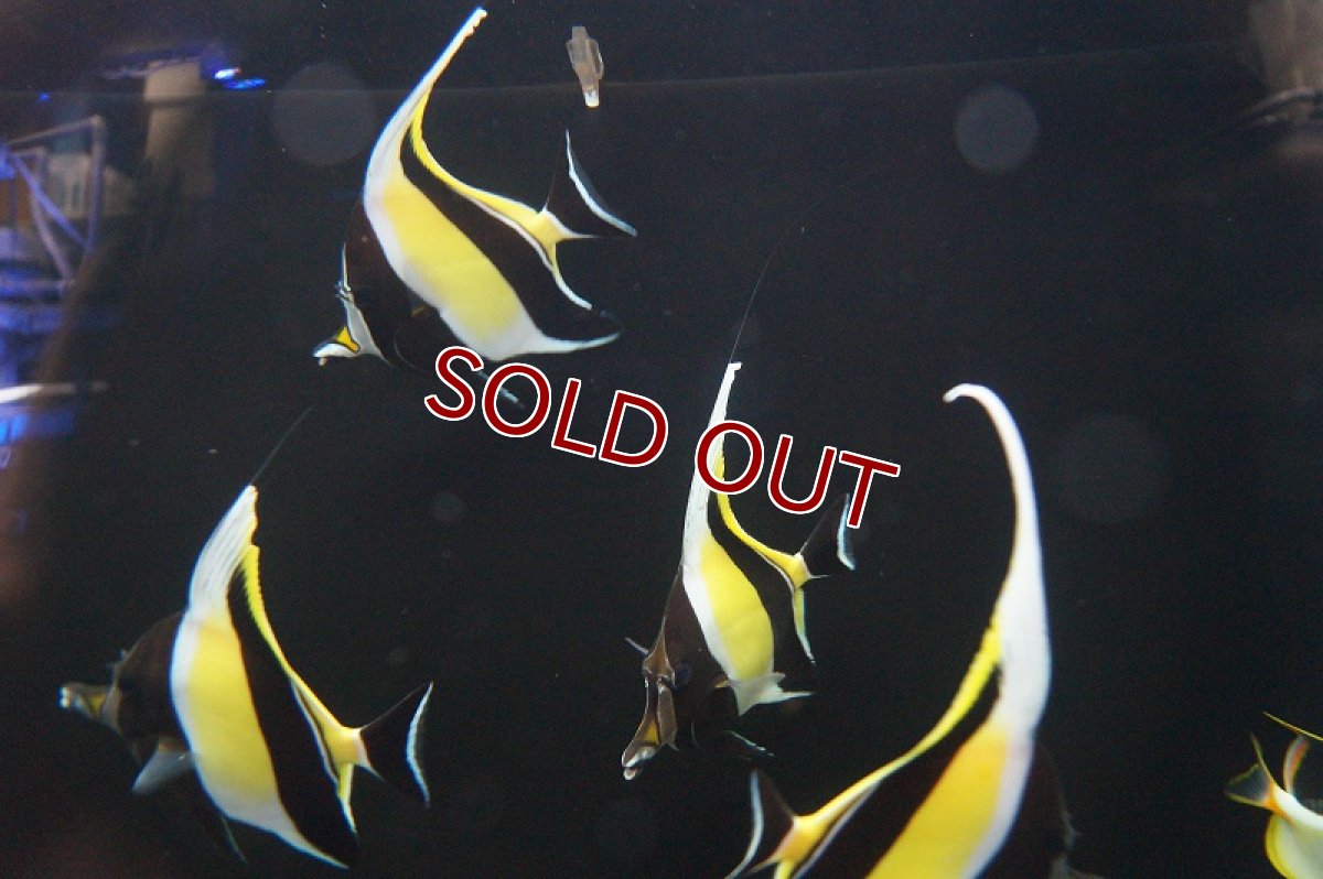 画像3: 【海水魚・チョウチョウウオ】(沖縄産）ツノダシ Lサイズ(1匹)±15cm(サンプル画像）（生体）(海水魚)（サンゴ） (3)