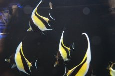 画像3: 【海水魚・チョウチョウウオ】(沖縄産）ツノダシ Lサイズ(1匹)±15cm(サンプル画像）（生体）(海水魚)（サンゴ） (3)