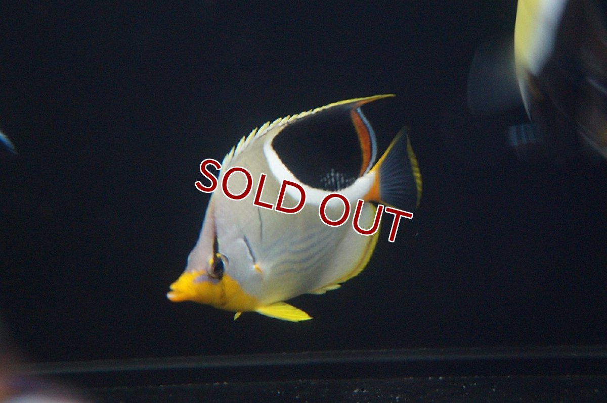 画像2: 【海水魚・チョウチョウウオ】セグロチョウ (ML-Lサイズ）(1匹)±8-12cm(サンプル画像）（生体）(海水魚)（サンゴ） (2)