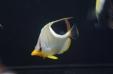 画像2: 【10%OFFクーポン対象商品】【海水魚・チョウチョウウオ】【通販】セグロチョウ (ML-Lサイズ）(1匹)±8-12cm(サンプル画像）（生体）(海水魚)（サンゴ） (2)