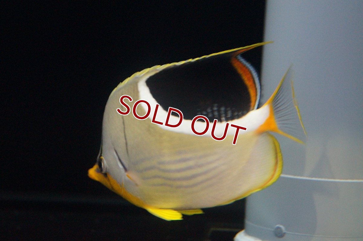 画像3: 【海水魚・チョウチョウウオ】セグロチョウ (ML-Lサイズ）(1匹)±8-12cm(サンプル画像）（生体）(海水魚)（サンゴ） (3)