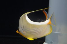 画像3: 【海水魚・チョウチョウウオ】セグロチョウ (ML-Lサイズ）(サンプル画像）±8-12cm（生体）(海水魚)（サンゴ） (3)