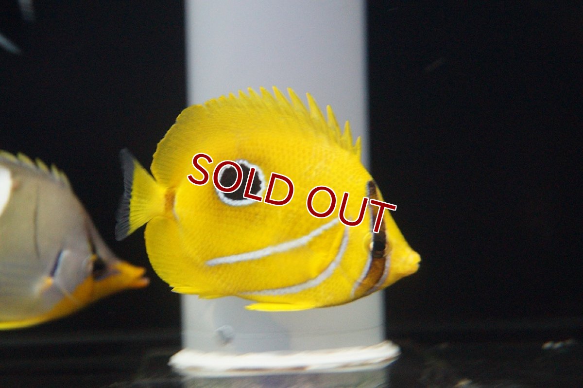 画像2: 【海水魚・チョウチョウウオ】ウミズキチョウ (ML-Lサイズ)(1匹)±8-9cm(サンプル画像）（生体）(海水魚)（サンゴ） (2)