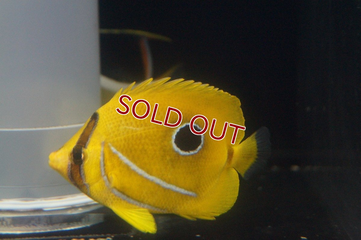 画像3: 【海水魚・チョウチョウウオ】ウミズキチョウ (ML-Lサイズ)(1匹)±8-9cm(サンプル画像）（生体）(海水魚)（サンゴ） (3)