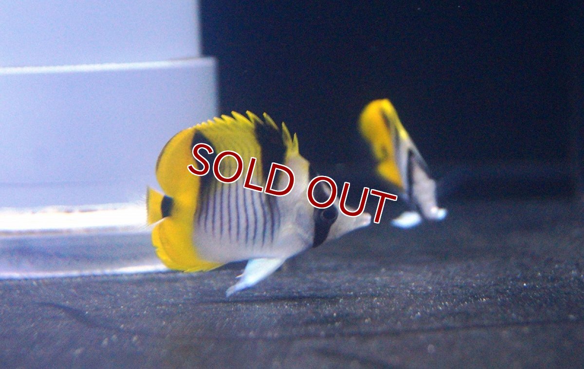 画像1: 【海水魚・チョウチョウウオ】インドスダレチョウ（S-SMサイズ）(1匹)±5-7cm(サンプル画像）（生体）(海水魚)（サンゴ） (1)
