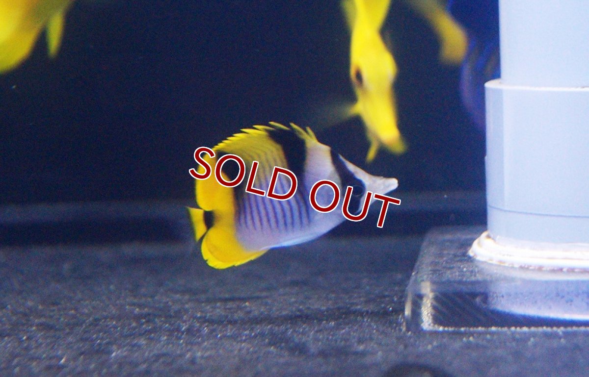 画像2: 【海水魚・チョウチョウウオ】インドスダレチョウ（S-SMサイズ）(1匹)±5-7cm(サンプル画像）（生体）(海水魚)（サンゴ） (2)