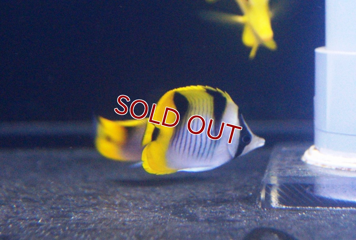 画像3: 【海水魚・チョウチョウウオ】インドスダレチョウ（S-SMサイズ）(1匹)±5-7cm(サンプル画像）（生体）(海水魚)（サンゴ） (3)