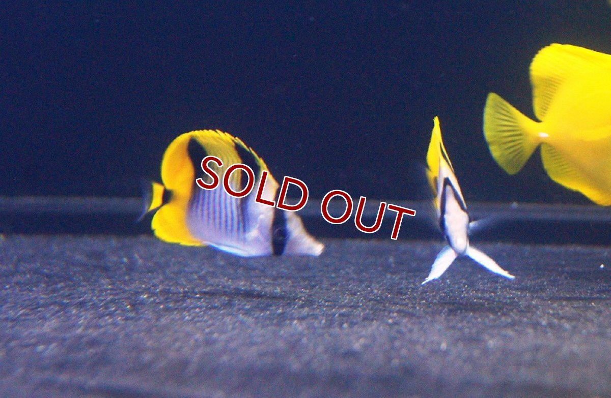 画像4: 【海水魚・チョウチョウウオ】インドスダレチョウ（S-SMサイズ）(1匹)±5-7cm(サンプル画像）（生体）(海水魚)（サンゴ） (4)