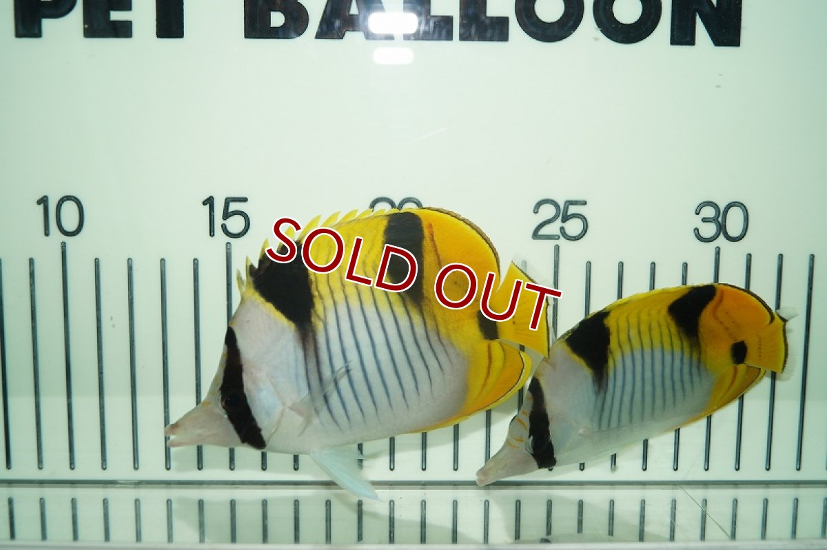 画像2: 【海水魚・チョウチョウウオ】インドスダレチョウ（M-MLサイズ）(1匹)±8-10ｃｍ(サンプル画像）（生体）(海水魚)（サンゴ） (2)