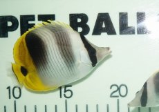 画像1: 【海水魚・チョウチョウウオ】スダレチョウチョウウオ（SM-Mサイズ）(1匹)±6-8cm(サンプル画像）（生体）(海水魚)（サンゴ） (1)