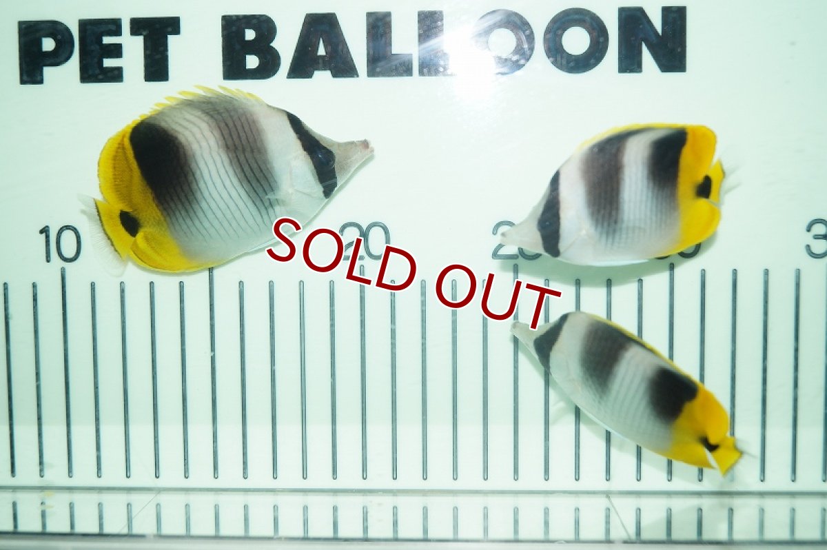 画像2: 【海水魚・チョウチョウウオ】スダレチョウチョウウオ（SM-Mサイズ）(1匹)±6-8cm(サンプル画像）（生体）(海水魚)（サンゴ） (2)