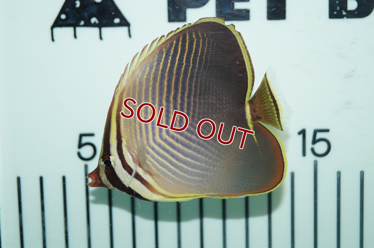 画像2: 【海水魚・チョウチョウウオ】ミカドチョウチョウウオ (Sサイズ）(1匹)±4-5cm(サンプル画像）（生体）(海水魚)（サンゴ） (2)