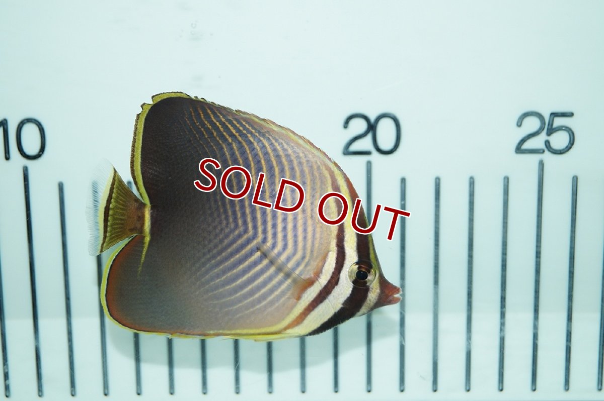 画像3: 【海水魚・チョウチョウウオ】ミカドチョウチョウウオ (Sサイズ）(1匹)±4-5cm(サンプル画像）（生体）(海水魚)（サンゴ） (3)