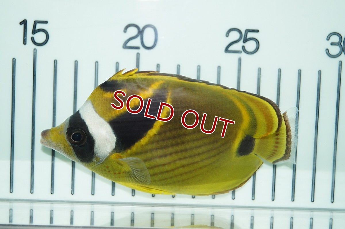 画像2: 【海水魚・チョウチョウウオ】チョウハン （Lサイズ）(1匹)±9-11cm(サンプル画像）（生体）(海水魚)（サンゴ） (2)