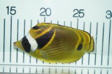 画像2: 【海水魚・チョウチョウウオ】【通販】チョウハン （Lサイズ）(1匹)±9-11cm(サンプル画像）（生体）(海水魚)（サンゴ） (2)