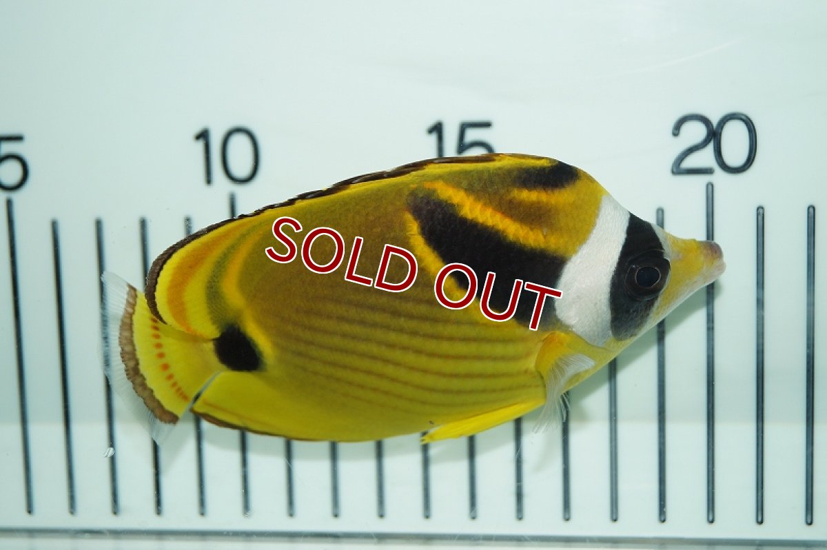 画像3: 【海水魚・チョウチョウウオ】チョウハン （Lサイズ）(1匹)±9-11cm(サンプル画像）（生体）(海水魚)（サンゴ） (3)