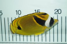 画像3: 【海水魚・チョウチョウウオ】【通販】チョウハン （Lサイズ）(1匹)±9-11cm(サンプル画像）（生体）(海水魚)（サンゴ） (3)