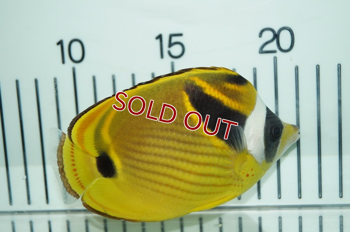 画像4: 【海水魚・チョウチョウウオ】チョウハン （Lサイズ）(1匹)±9-11cm(サンプル画像）（生体）(海水魚)（サンゴ） (4)