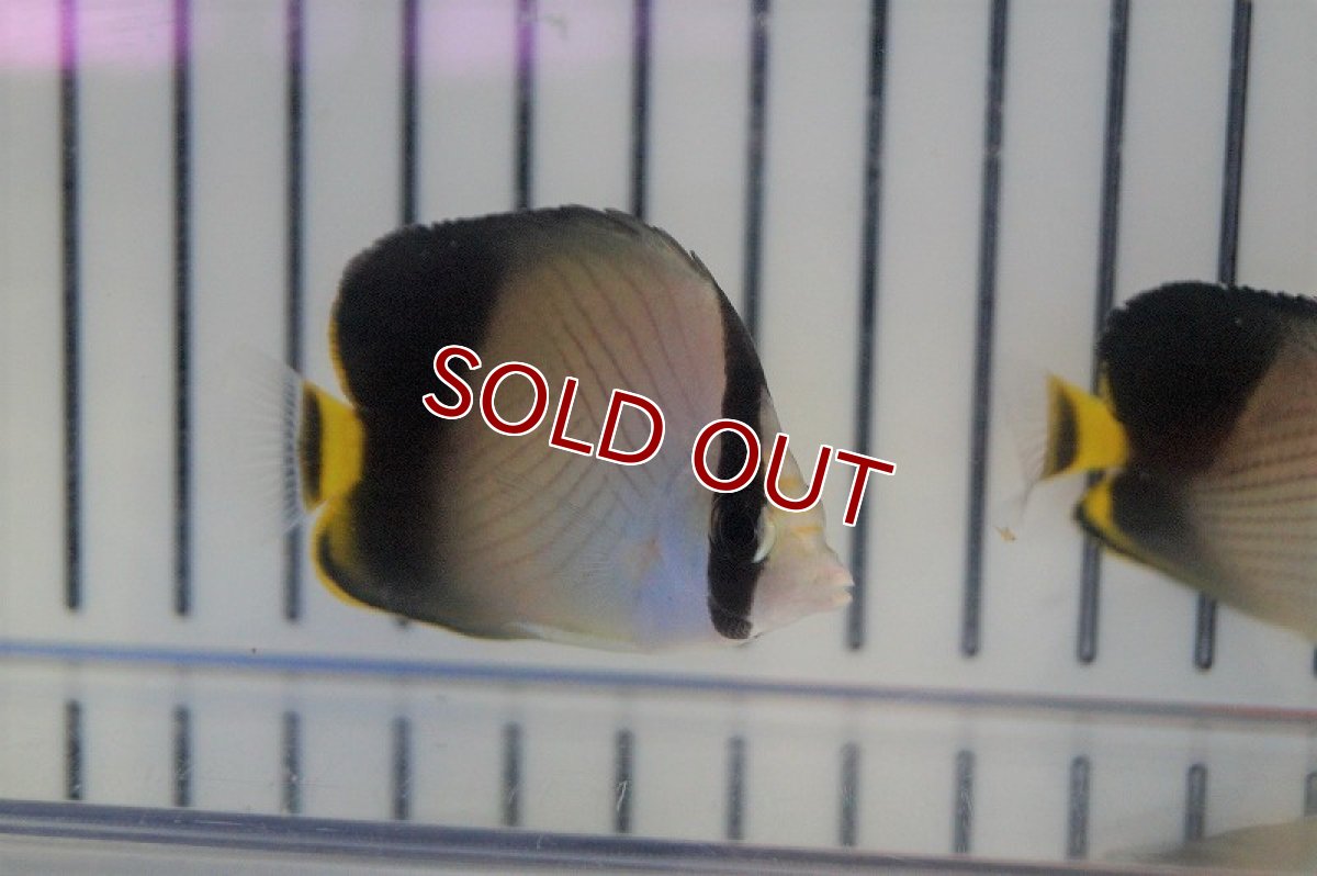 画像2: 【海水魚・チョウチョウウオ】インドフウライチョウ(1匹)±4-8cm(サンプル画像）（生体）(海水魚)（サンゴ） (2)