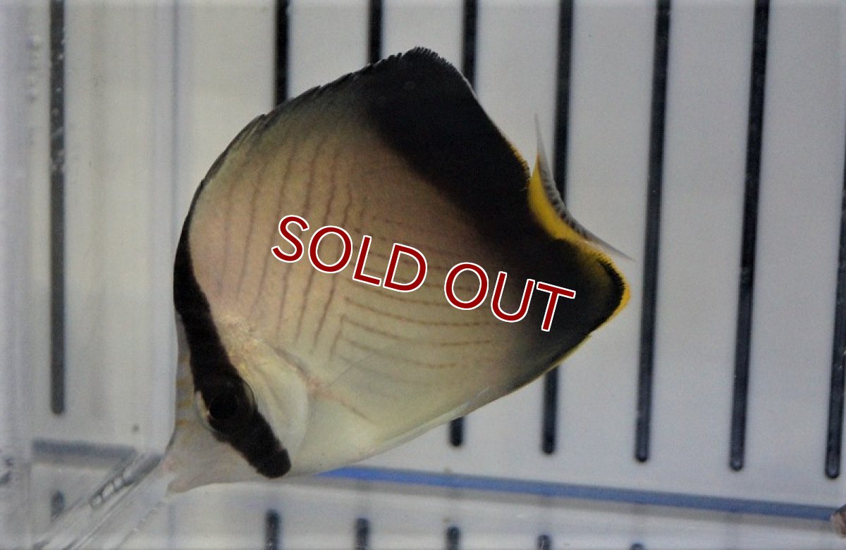 画像3: 【海水魚・チョウチョウウオ】インドフウライチョウ(1匹)±4-8cm(サンプル画像）（生体）(海水魚)（サンゴ） (3)