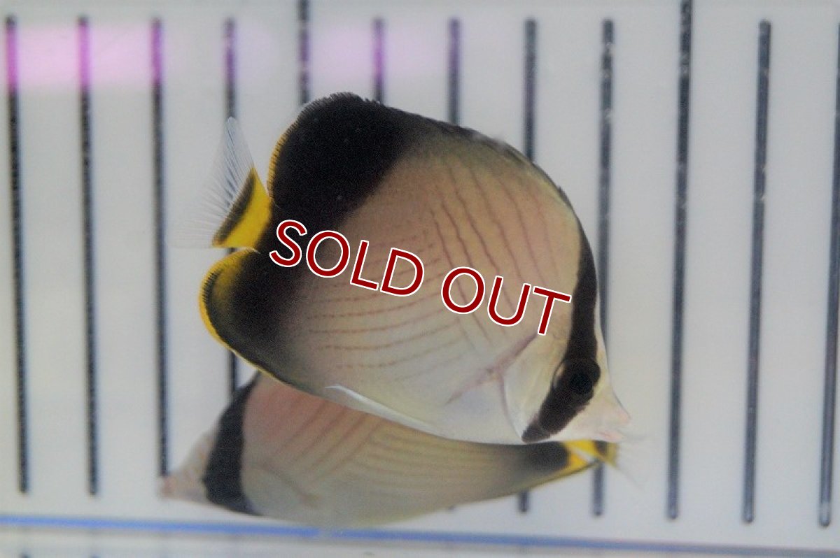 画像4: 【海水魚・チョウチョウウオ】インドフウライチョウ(1匹)±4-8cm(サンプル画像）（生体）(海水魚)（サンゴ） (4)