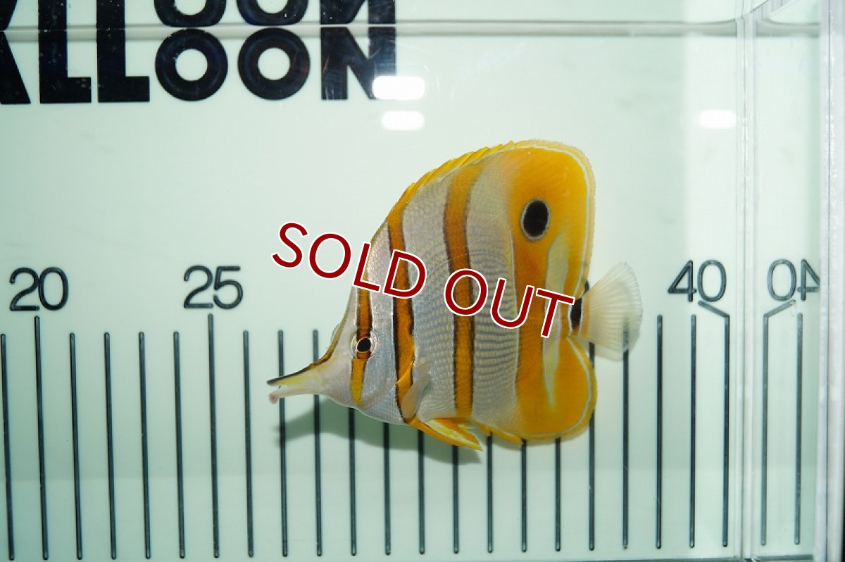 画像2: 【決算セール10％OFFクーポン対象個体】 【海水魚・チョウチョウウオ】チェルモン（ML-Lサイズ)(1匹)±8-10ｃｍ(サンプル画像）（生体）(海水魚)（サンゴ） (2)