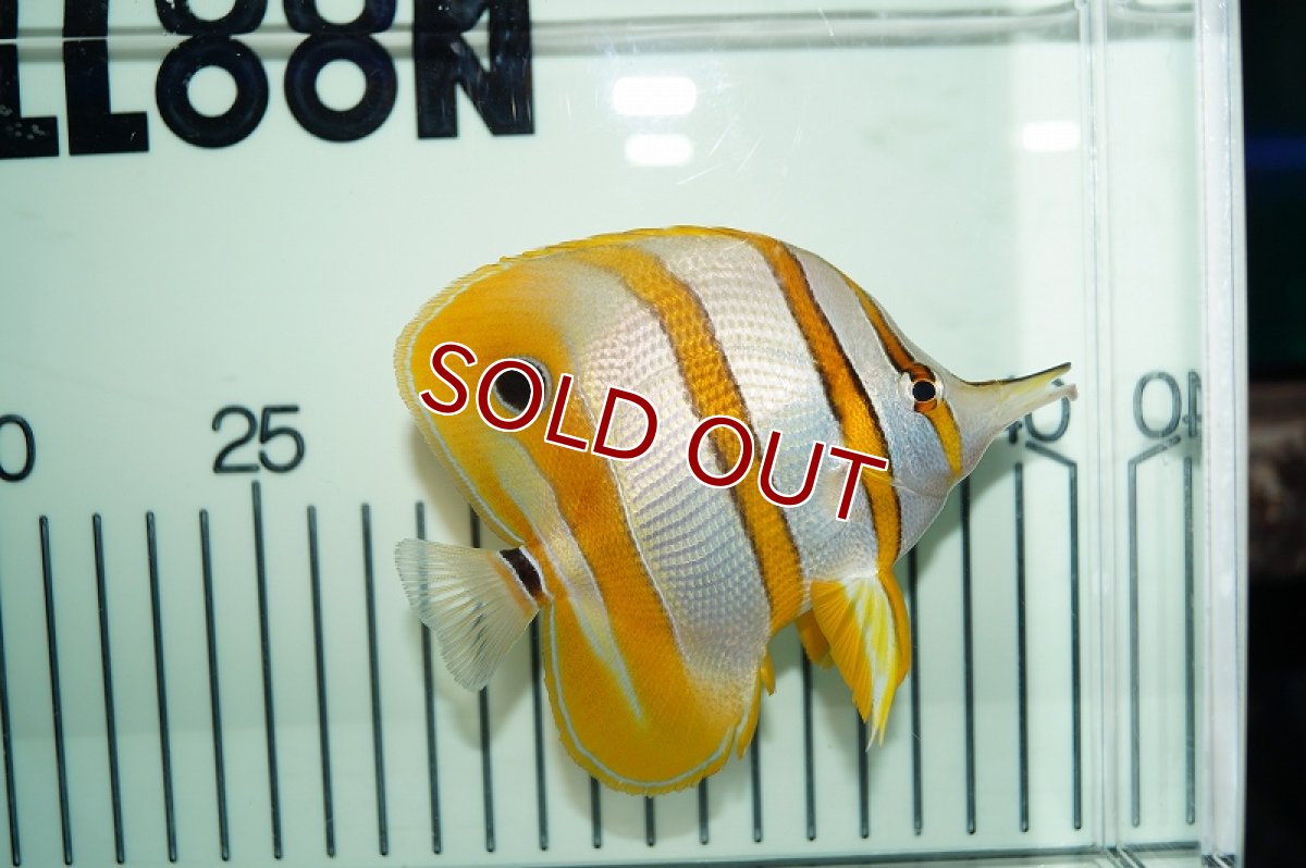 画像3: 【決算セール10％OFFクーポン対象個体】 【海水魚・チョウチョウウオ】チェルモン（ML-Lサイズ)(1匹)±8-10ｃｍ(サンプル画像）（生体）(海水魚)（サンゴ） (3)