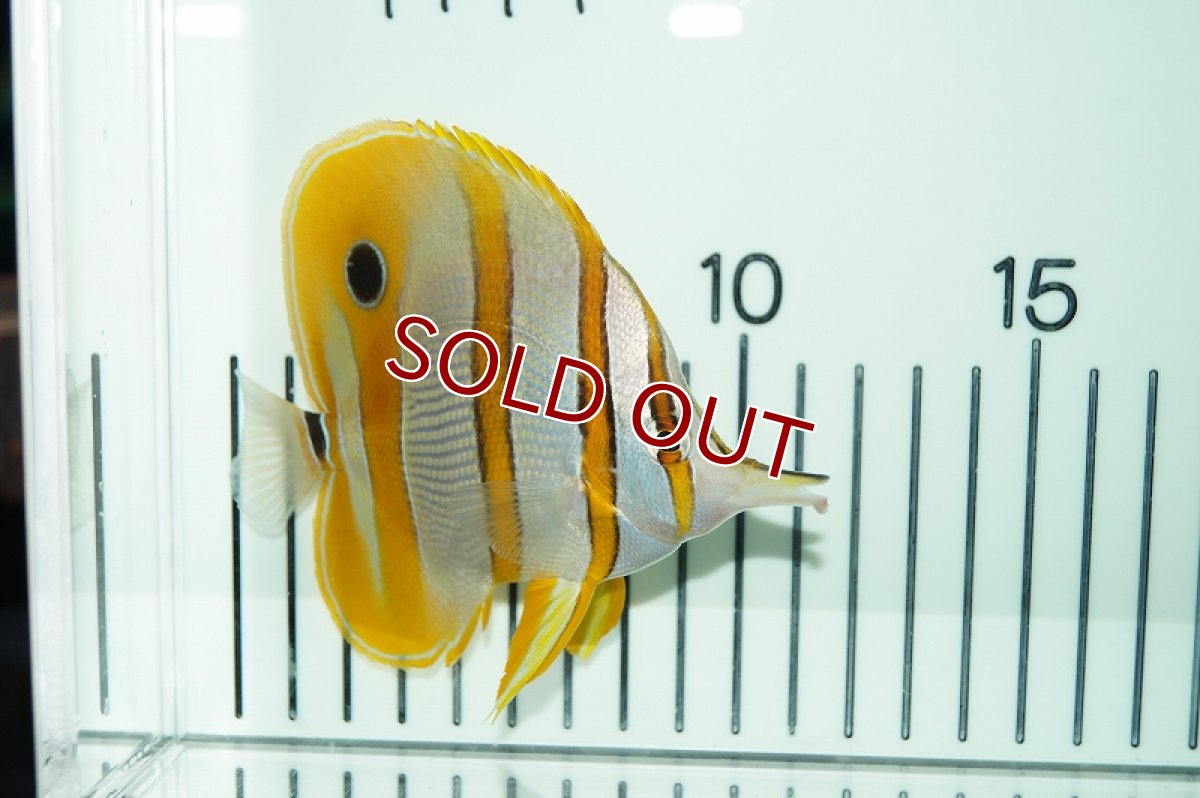 画像4: 【決算セール10％OFFクーポン対象個体】 【海水魚・チョウチョウウオ】チェルモン（ML-Lサイズ)(1匹)±8-10ｃｍ(サンプル画像）（生体）(海水魚)（サンゴ） (4)