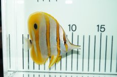 画像4: 【海水魚・チョウチョウウオ】チェルモン（ML-Lサイズ)(1匹)±8-10ｃｍ(サンプル画像）（生体）(海水魚)（サンゴ） (4)