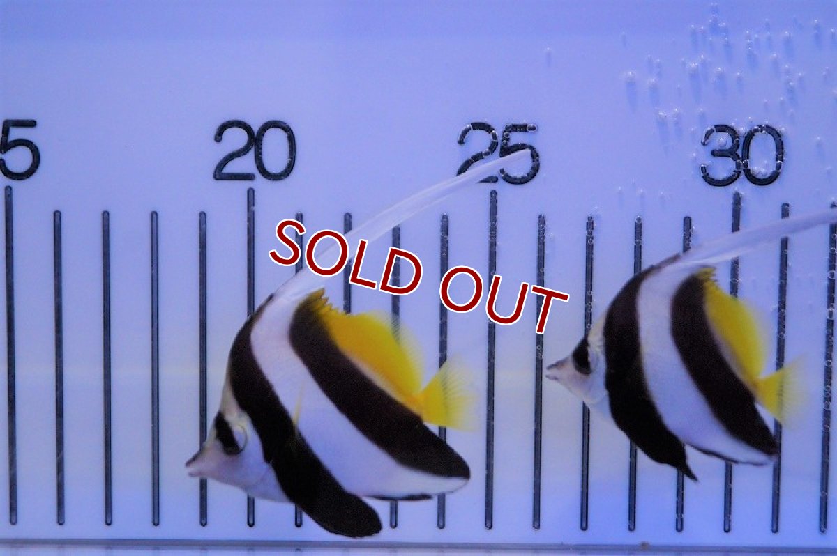 画像3: 【海水魚・チョウチョウウオ】ハタタテダイ（SMサイズ）(1匹)±5-6cm(サンプル画像）（生体）(海水魚)（サンゴ） (3)