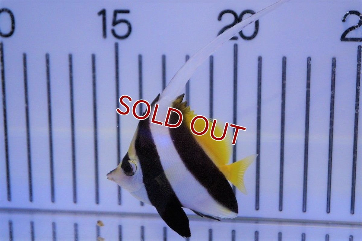 画像2: 【海水魚・チョウチョウウオ】ハタタテダイ（SMサイズ）（3匹セット）±5-6cm(サンプル画像）（生体）(海水魚)（サンゴ） (2)