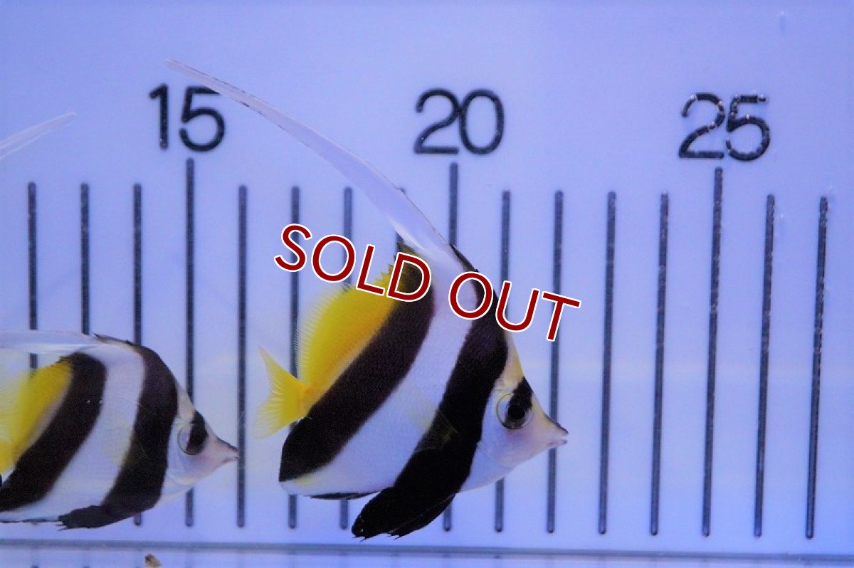 画像3: 【海水魚・チョウチョウウオ】ハタタテダイ（SMサイズ）（3匹セット）±5-6cm(サンプル画像）（生体）(海水魚)（サンゴ） (3)