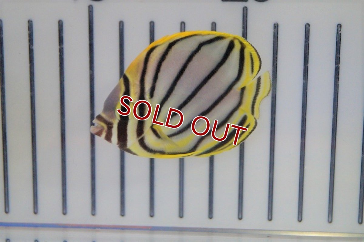 画像2: 【海水魚・チョウチョウウオ】オウギチョウ(1匹)±5-7cm(サンプル画像）（生体）(海水魚)（サンゴ） (2)