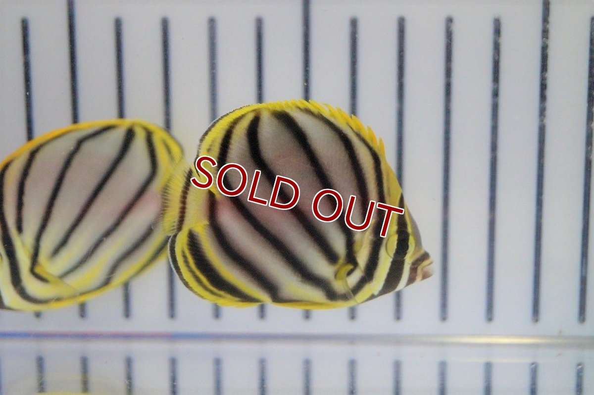 画像3: 【海水魚・チョウチョウウオ】オウギチョウ(1匹)±5-7cm(サンプル画像）（生体）(海水魚)（サンゴ） (3)