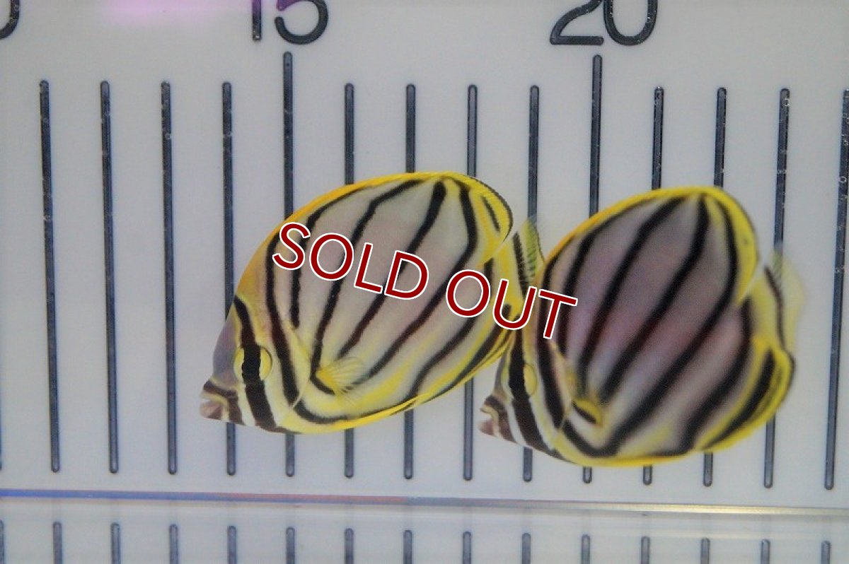 画像4: 【海水魚・チョウチョウウオ】オウギチョウ(1匹)±5-7cm(サンプル画像）（生体）(海水魚)（サンゴ） (4)