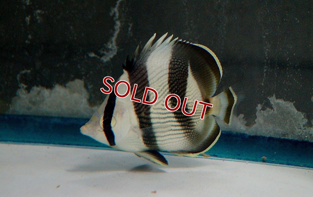 画像2: 【海水魚・チョウチョウウオ】バンデッドバタフライ（M-ML)(1匹)±9-11cm（生体）(海水魚)（サンゴ） (2)