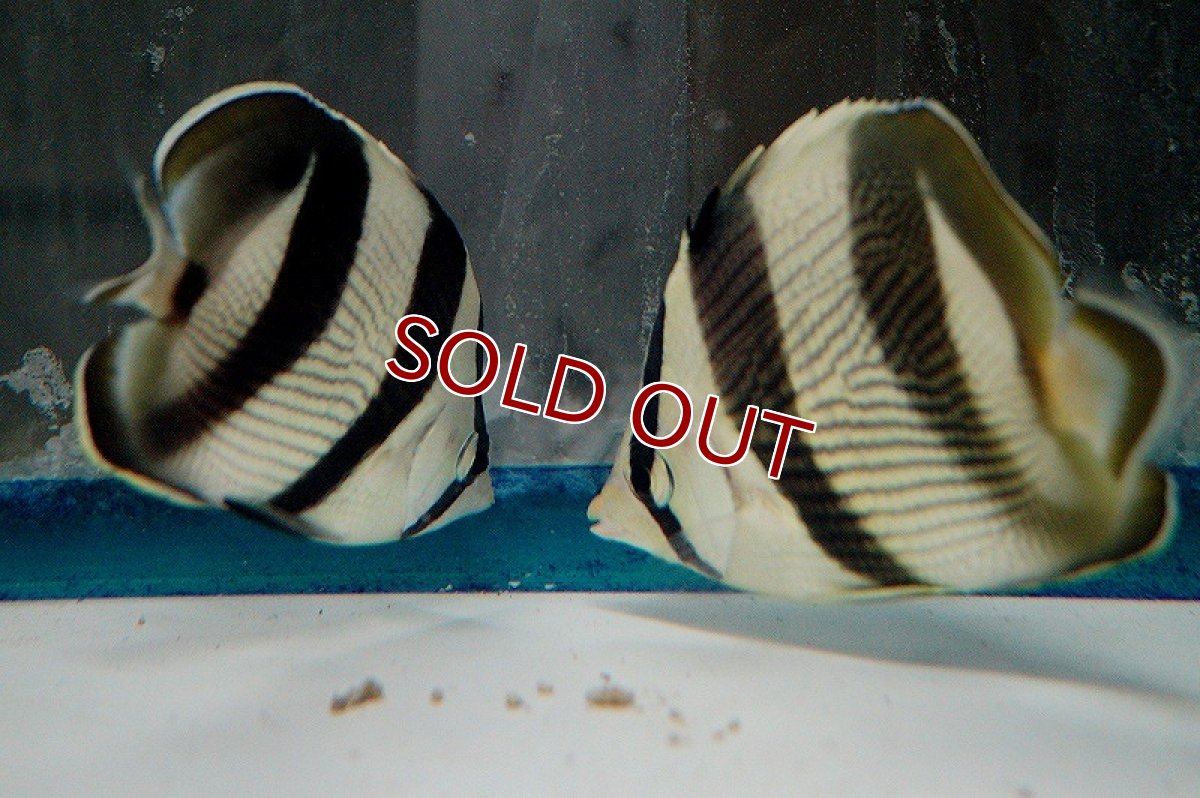 画像3: 【海水魚・チョウチョウウオ】バンデッドバタフライ（M-ML)(1匹)±9-11cm（生体）(海水魚)（サンゴ） (3)