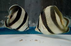 画像3: 【海水魚・チョウチョウウオ】バンデッドバタフライ（M-ML)(1匹)±9-11cm（生体）(海水魚)（サンゴ） (3)