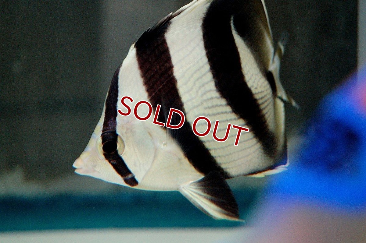 画像4: 【海水魚・チョウチョウウオ】バンデッドバタフライ（M-ML)(1匹)±9-11cm（生体）(海水魚)（サンゴ） (4)