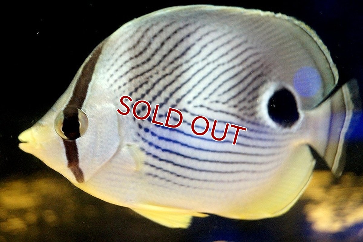 画像2: 【海水魚・チョウチョウウオ】フォーアイバタフライ（SM)(1匹)±4-6cm（生体）(海水魚)（サンゴ） (2)